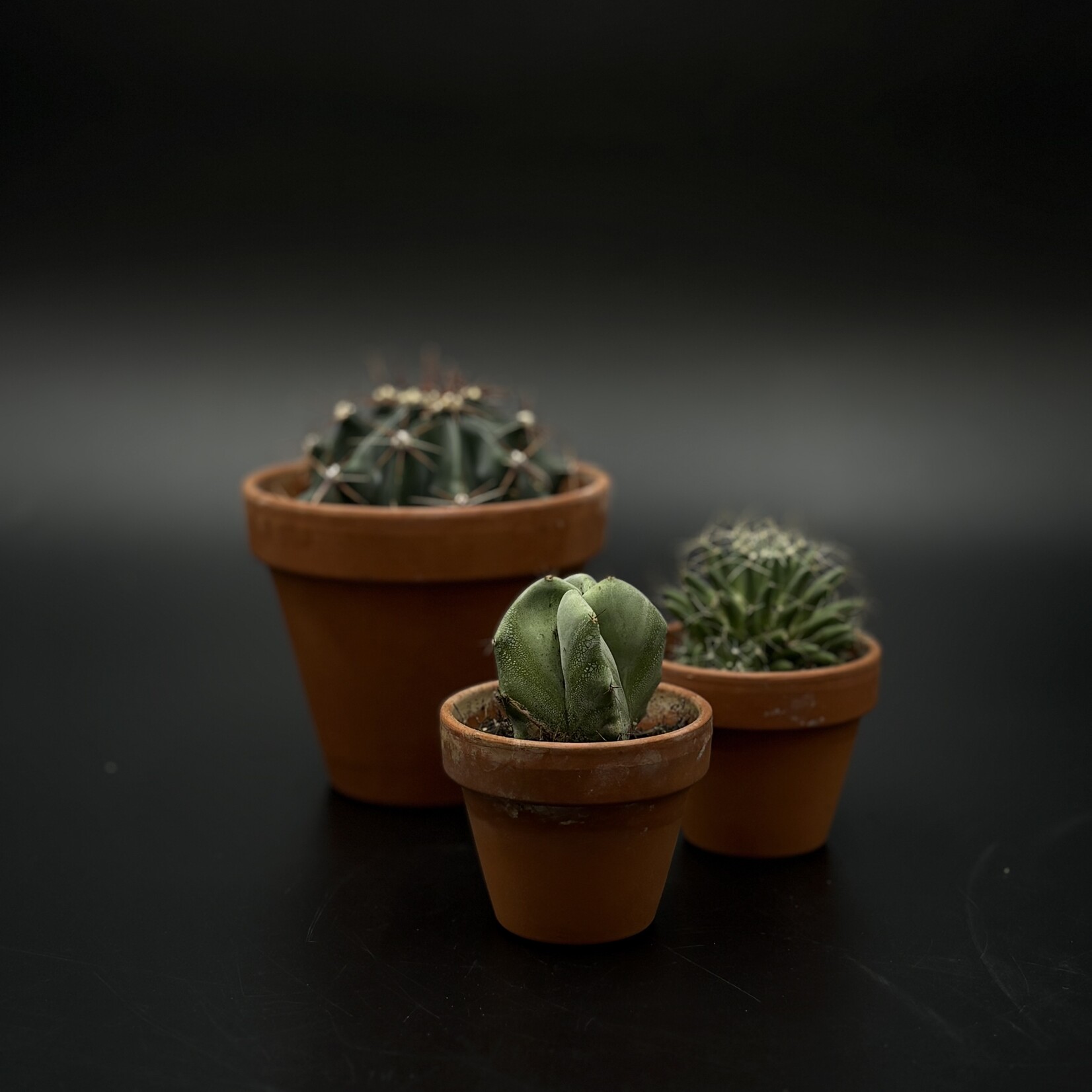 Assorted Cacti in 1.5, 2.5, 4, 6 and 8 in Pots