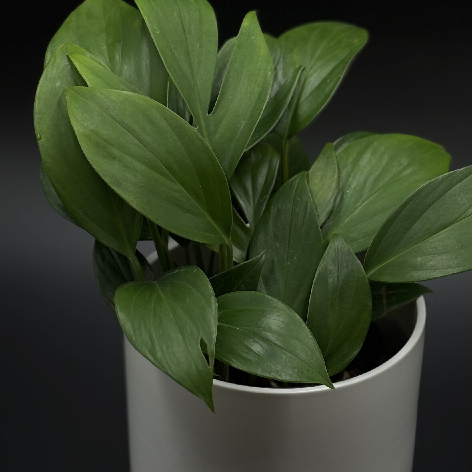 Rhaphidophora dragon tail 6"