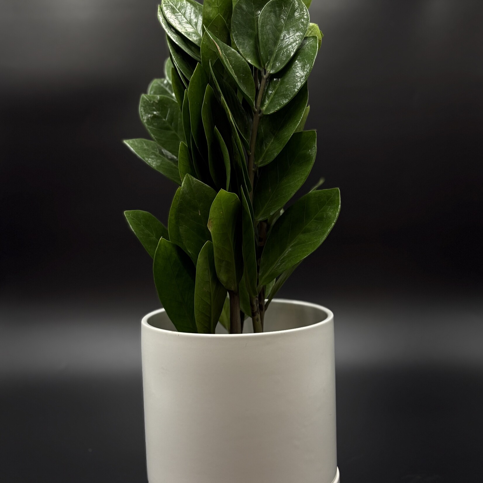 Marsolais - plantes Zamioculcas zamiifolia 6"