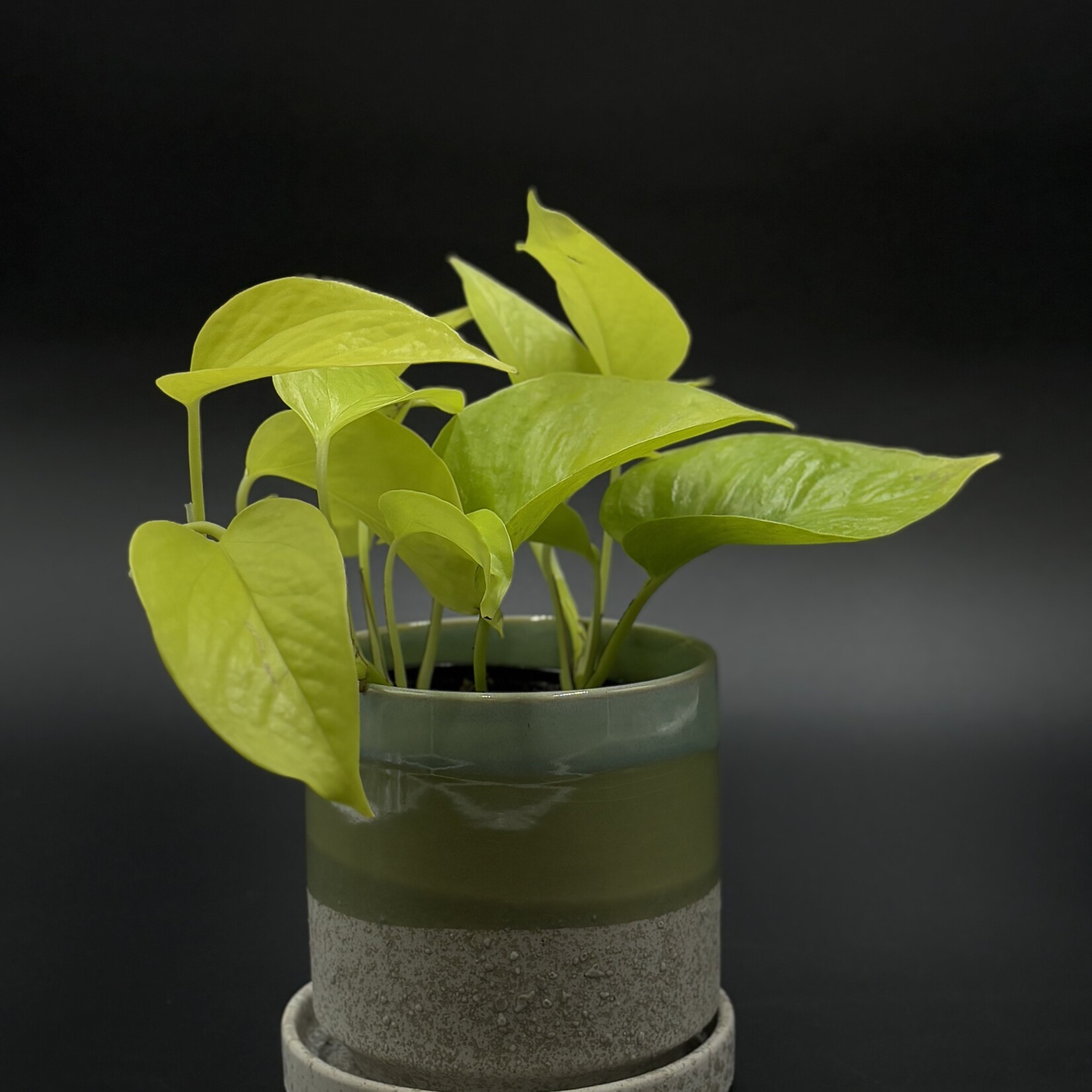 Pothos Neon