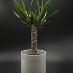 Yucca cane 6"