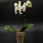Phalaenopsis Orchid