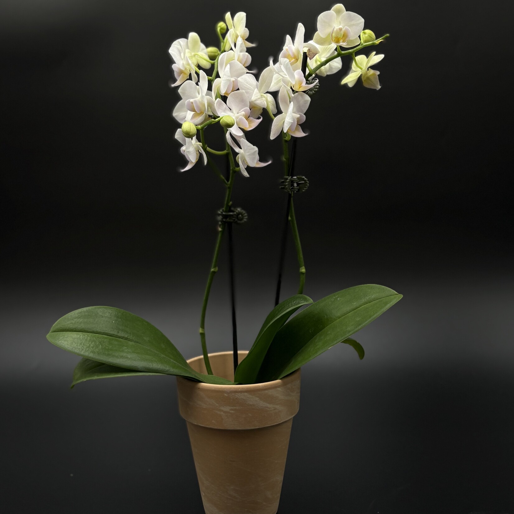Orchidée Phalaenopsis – Orchidée papillon