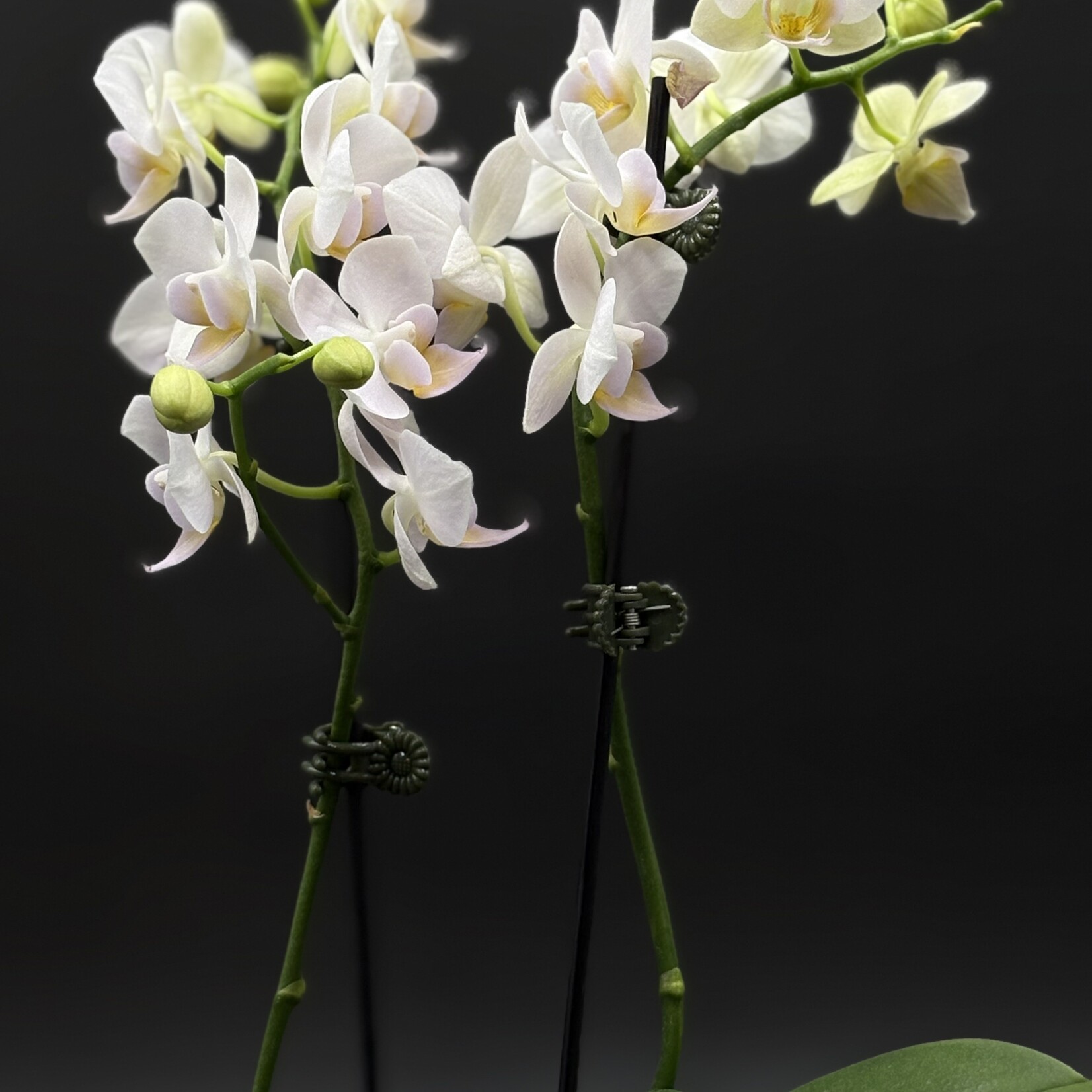 Orchidée Phalaenopsis – Orchidée papillon
