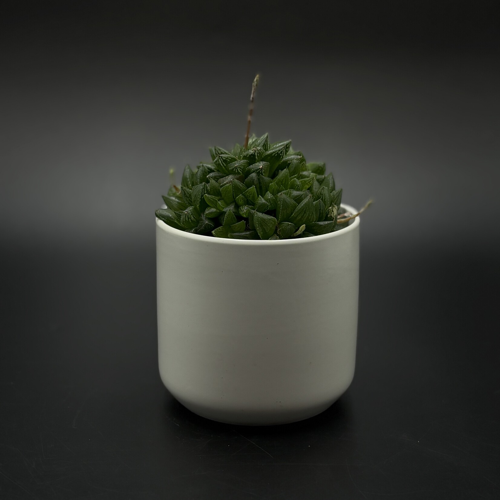 Haworthia