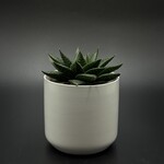 Haworthia