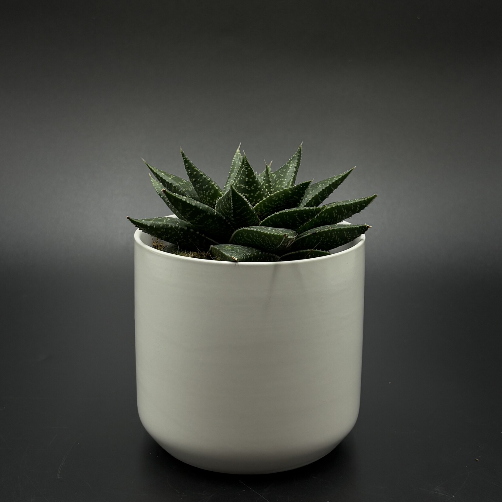 Haworthia