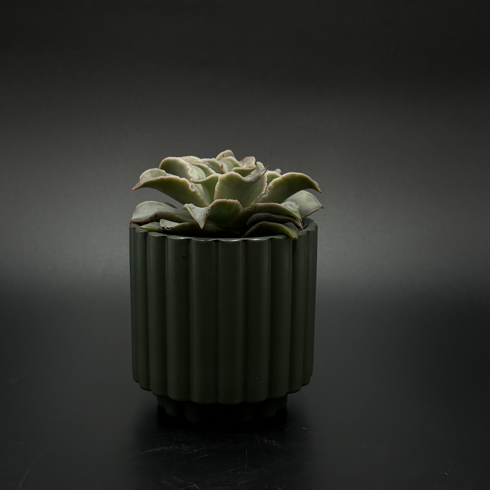 Haworthia