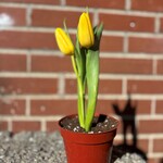 Tulipe 4"