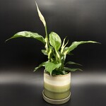 Spathiphyllum