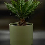 Cycas revoluta