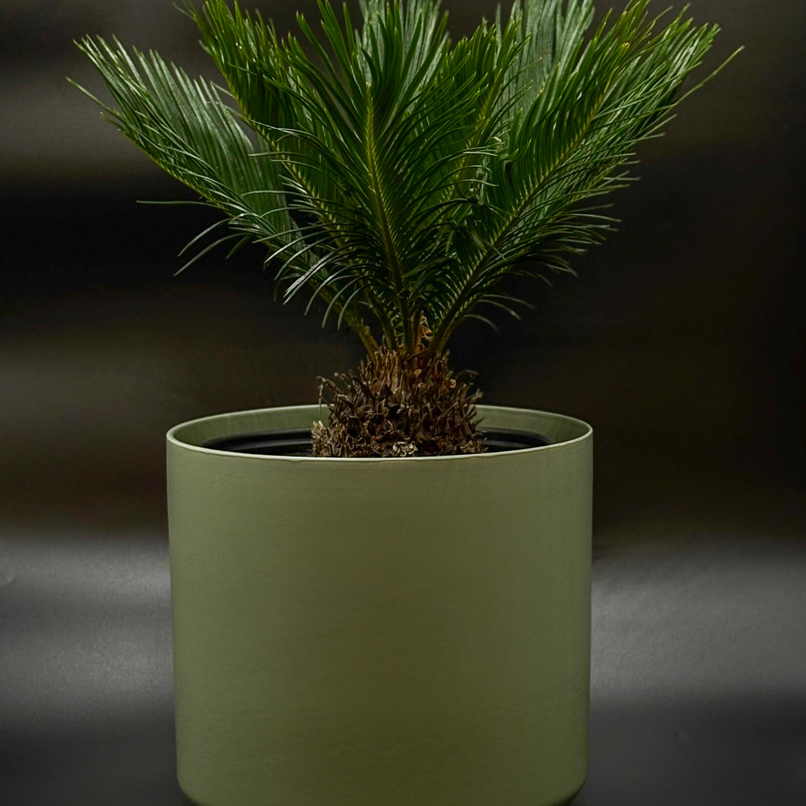 Cycas revoluta