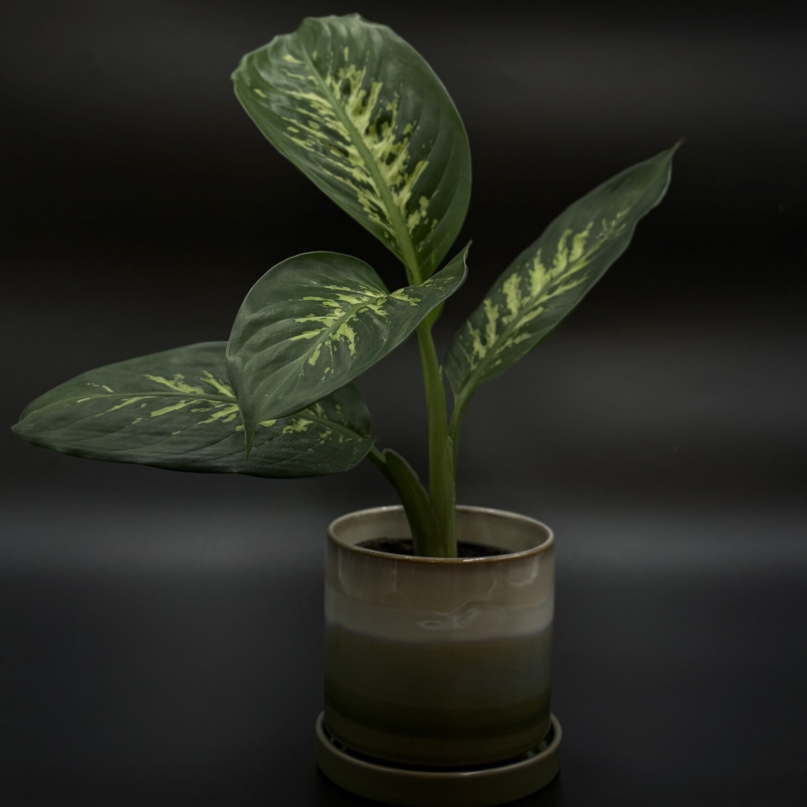 Dieffenbachia ‘Tropic Snow’ – Variegated Dieffenbachia
