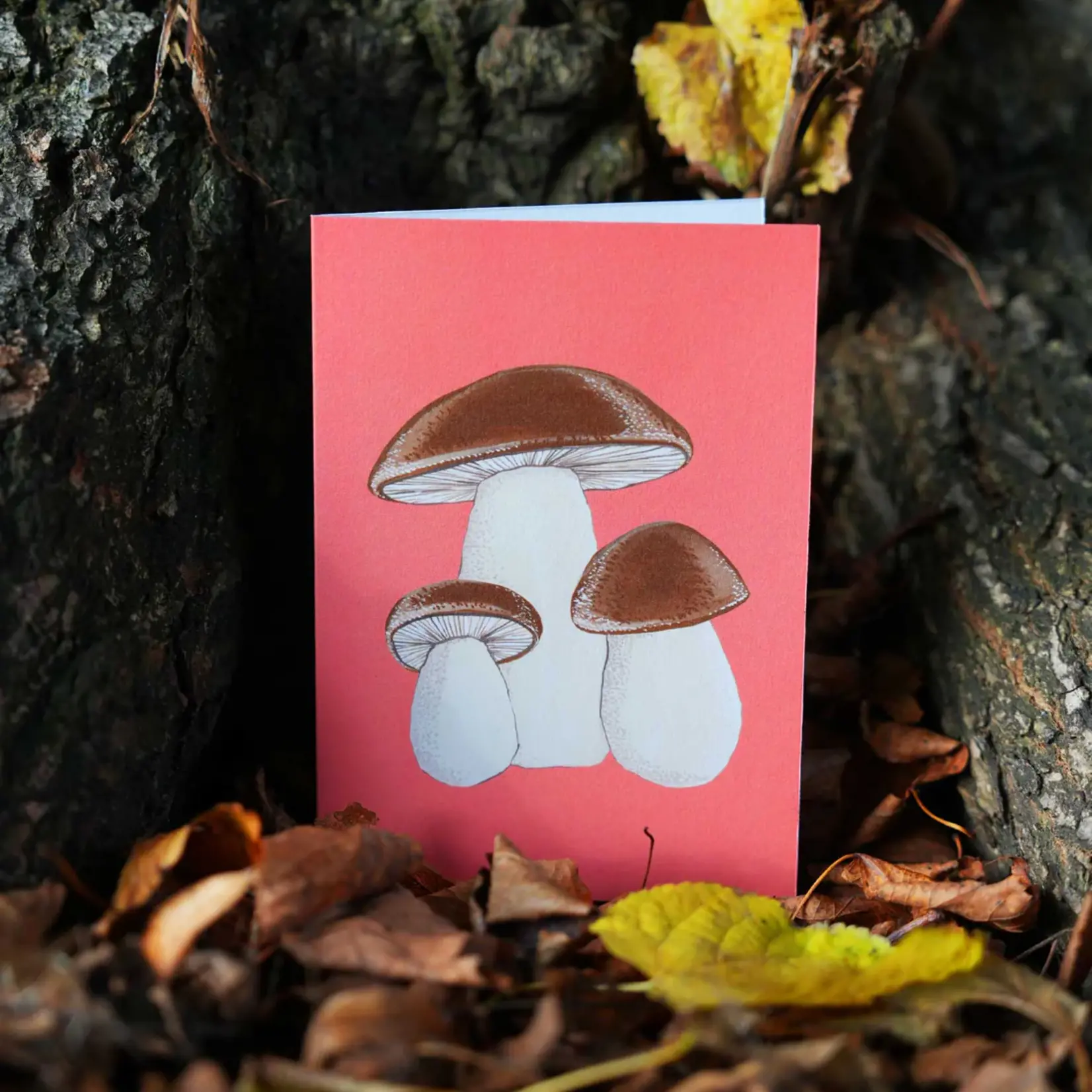 Carte Stengun - Porcini