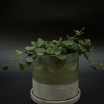 Peperomia hope 6''