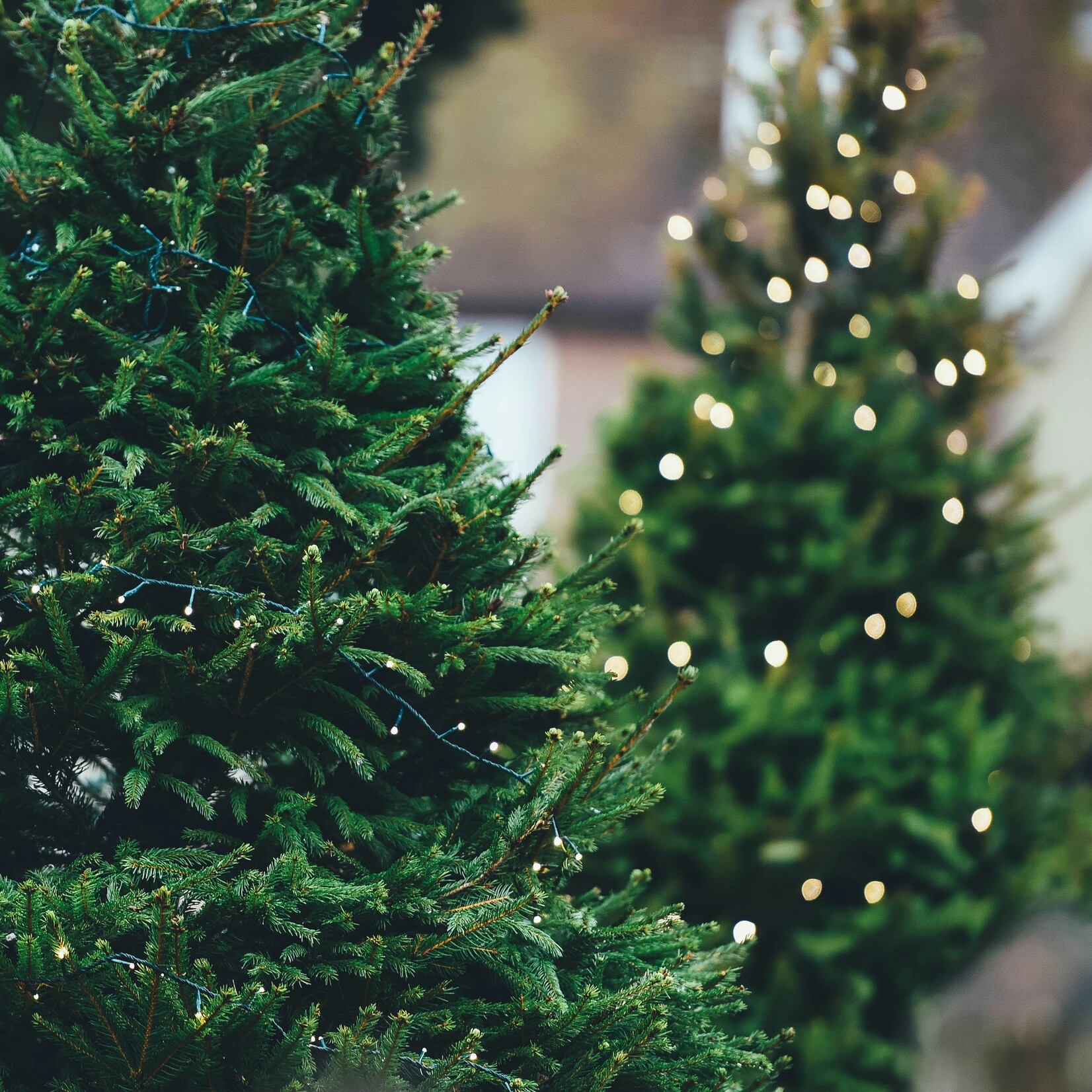 Sapin naturel Baumier/Cook du Québec – 4' à 7'