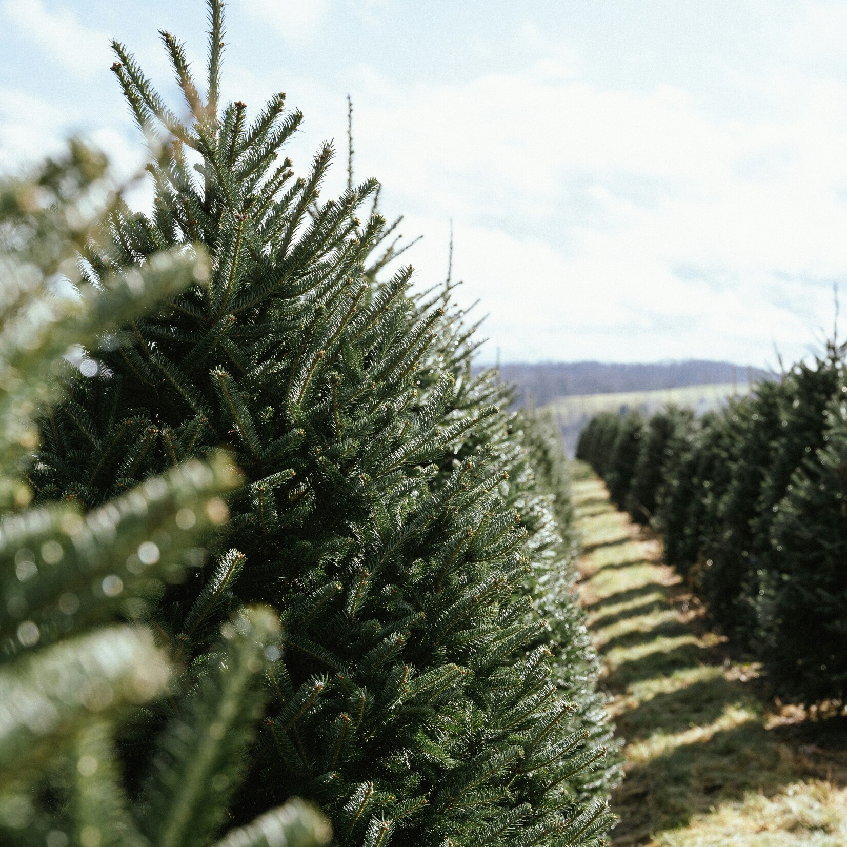 Précommande: Sapin naturel Baumier/Cook 4' à 7'