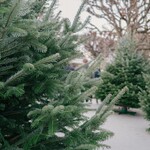 Natural Balsam/Cook Christmas Tree 4' to 7'