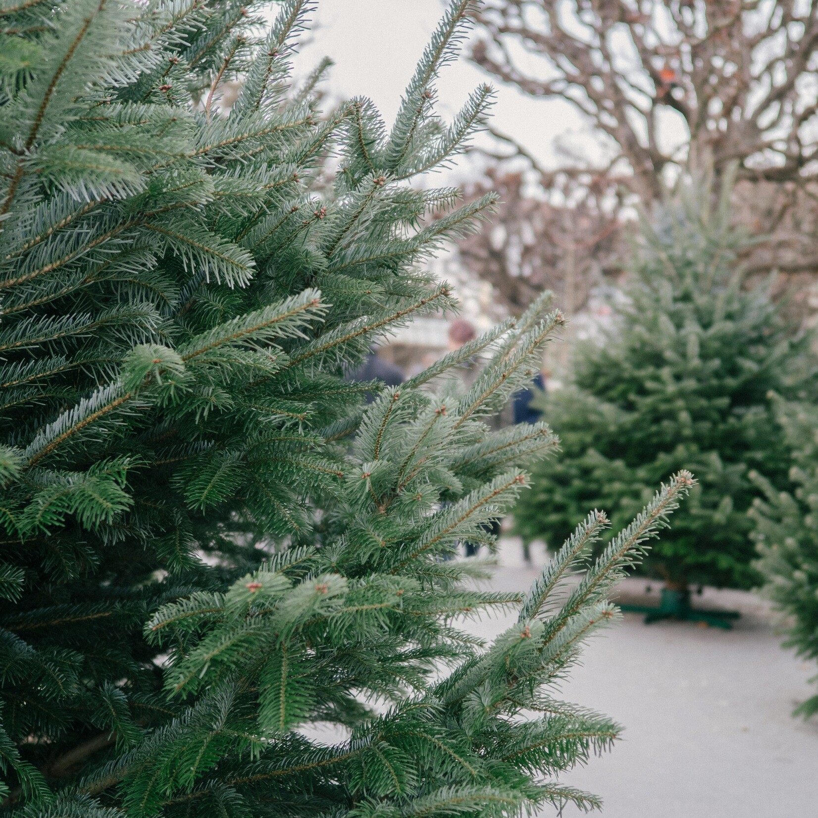 Précommande: Sapin naturel Baumier/Cook 4' à 7'