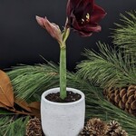 Amaryllis 6''