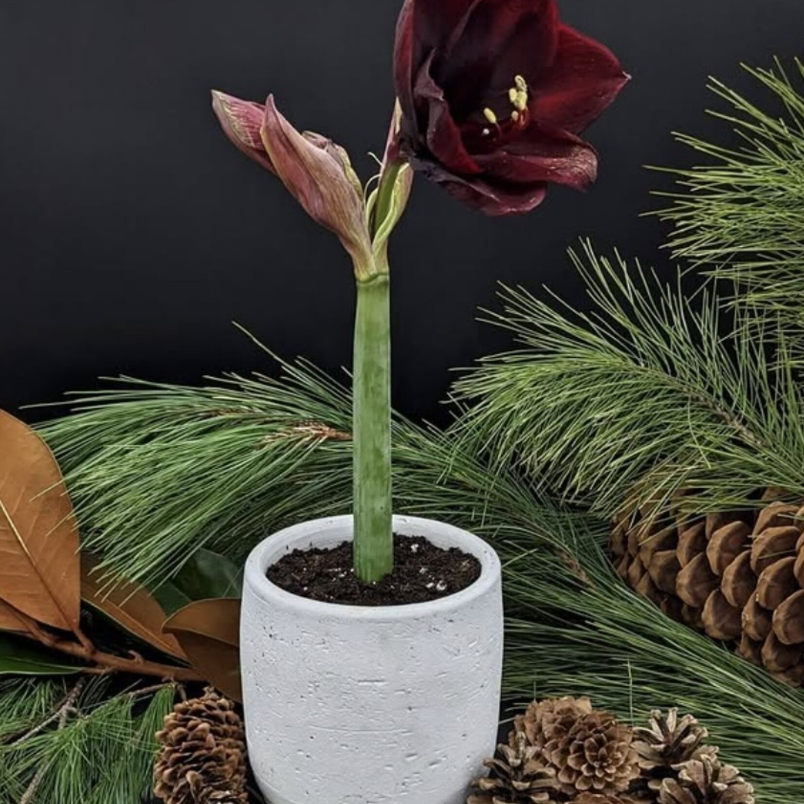Amaryllis 6''