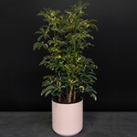 Planterra Schefflera capella 10"