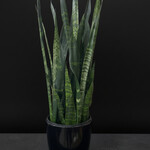 Sansevière black coral 10''