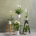 Plantes