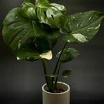 Monstera Thai Constellation 4"