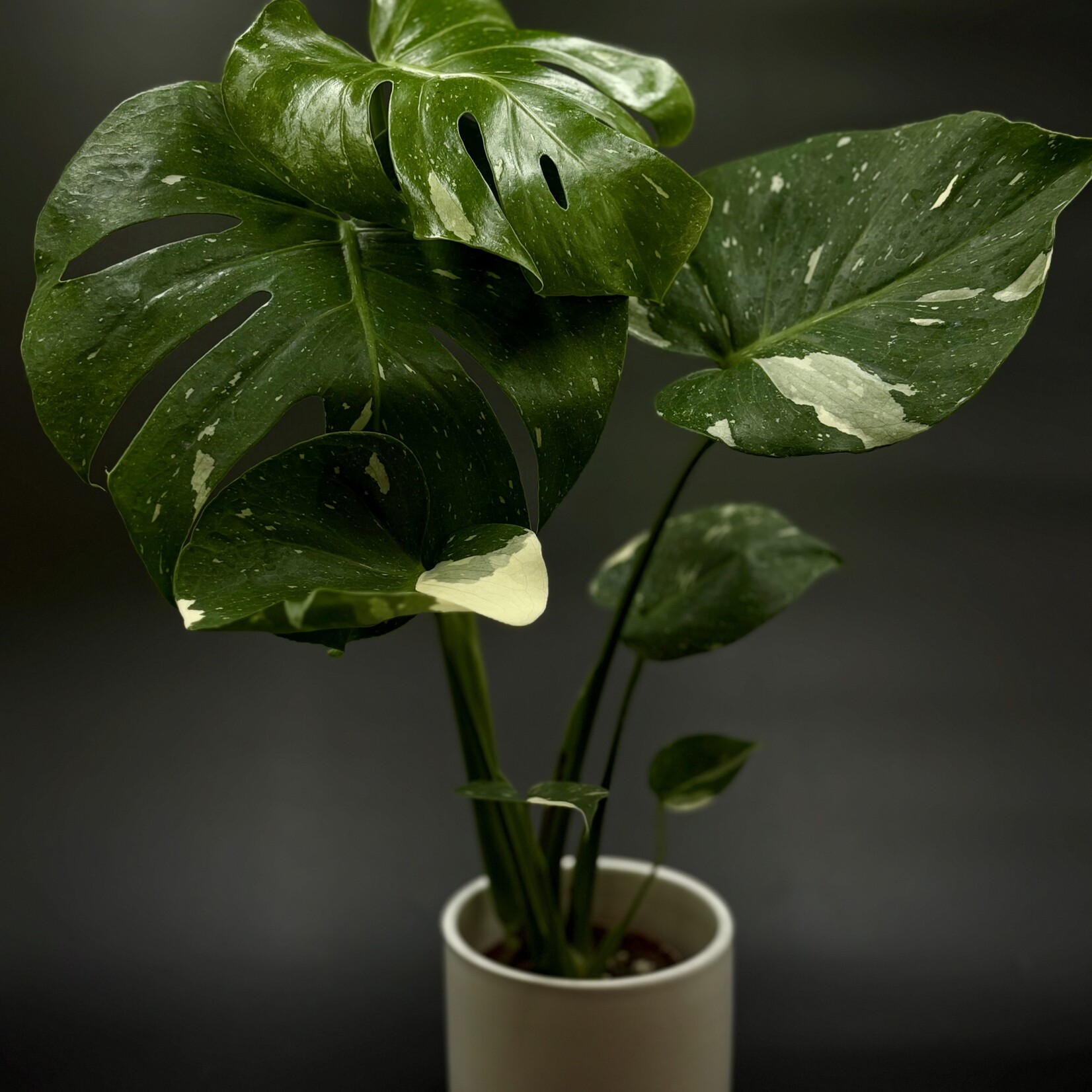 Monstera Thai Constellation 4"