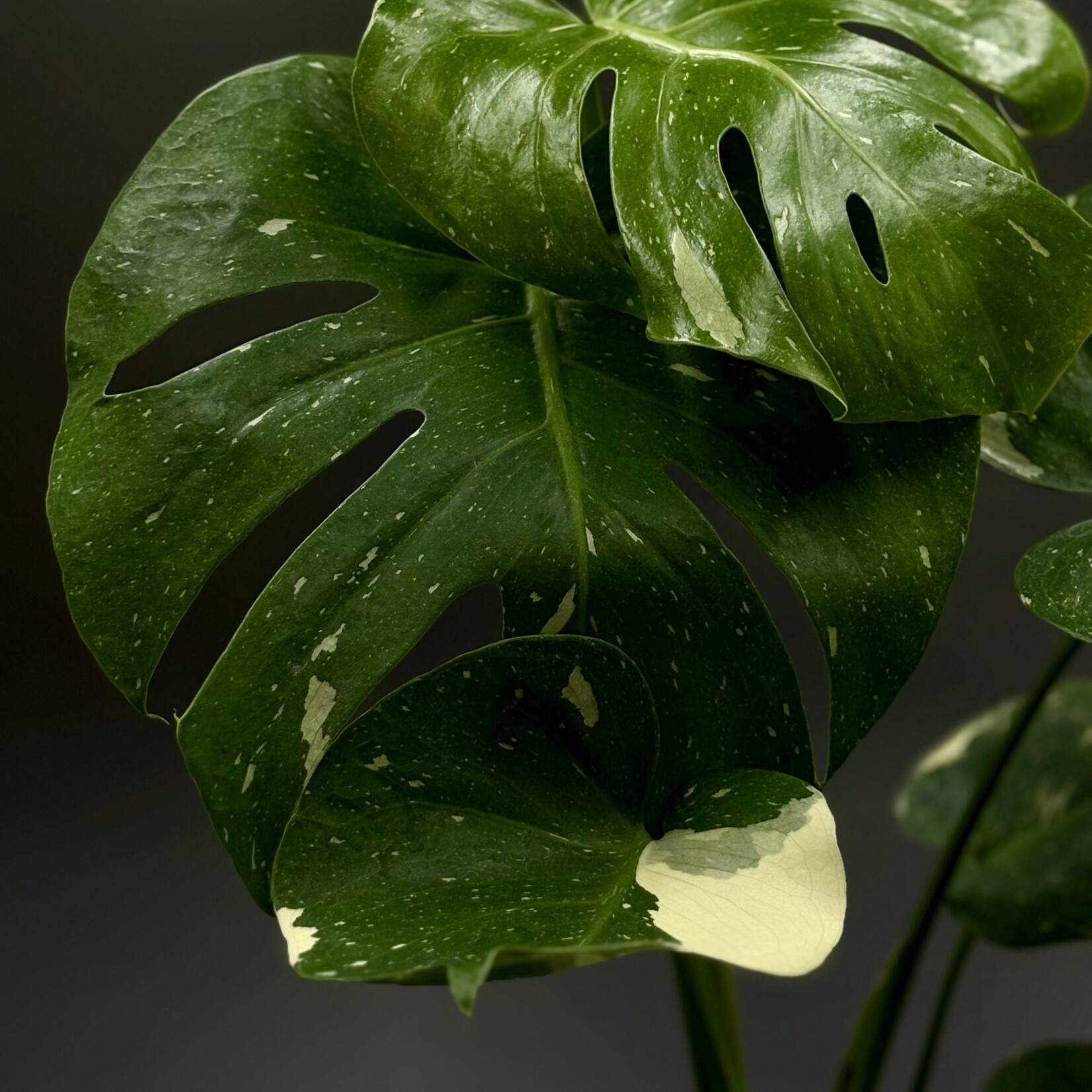 Monstera Thai Constellation 4"