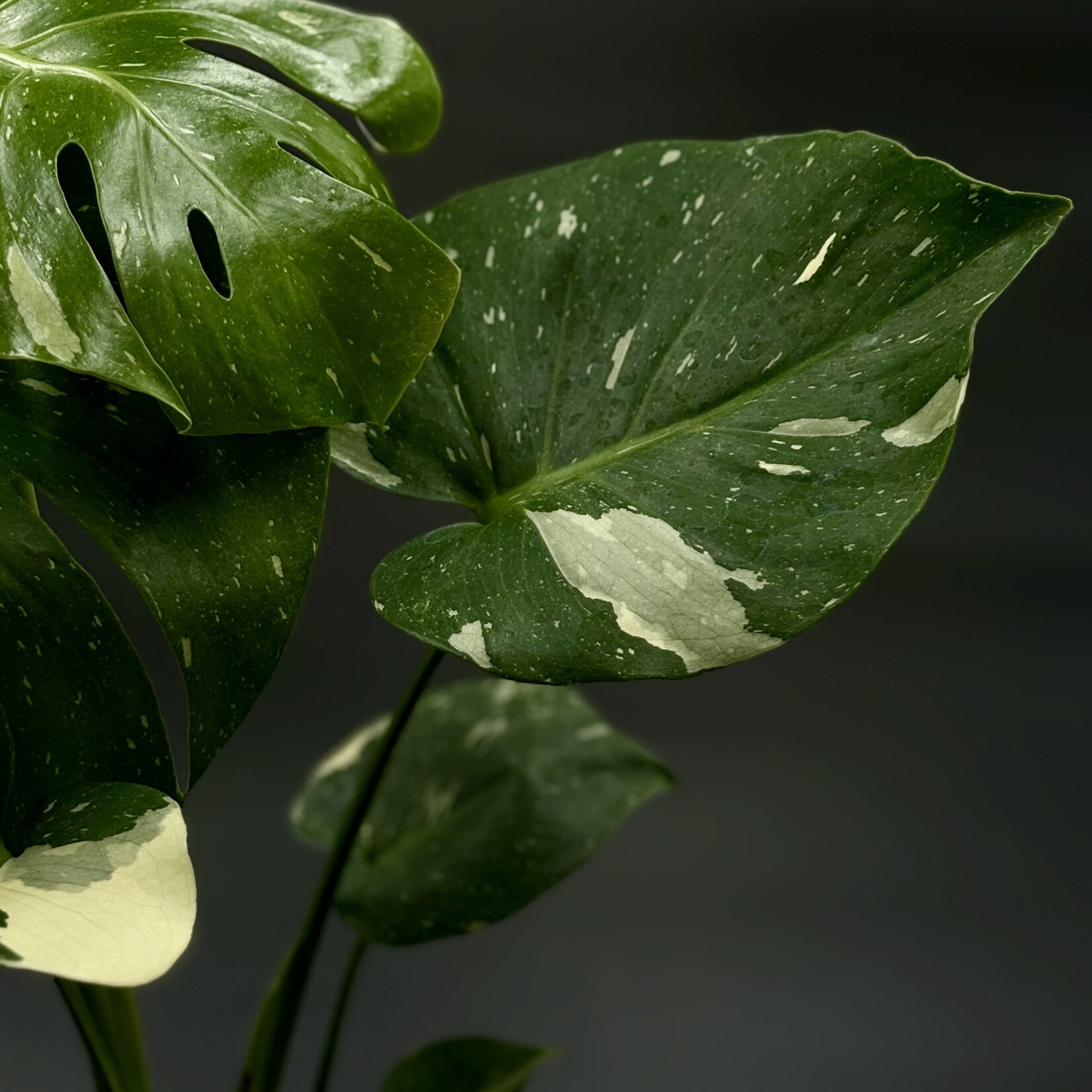 Monstera Thai Constellation 4"