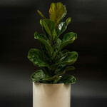 Ficus Lyrata 6''