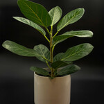 Planterra Ficus Audrey 6''