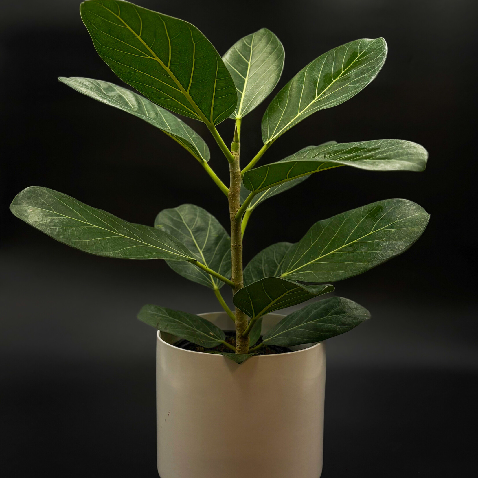 Planterra Ficus Audrey 6''
