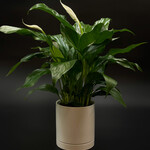 Spathiphyllum