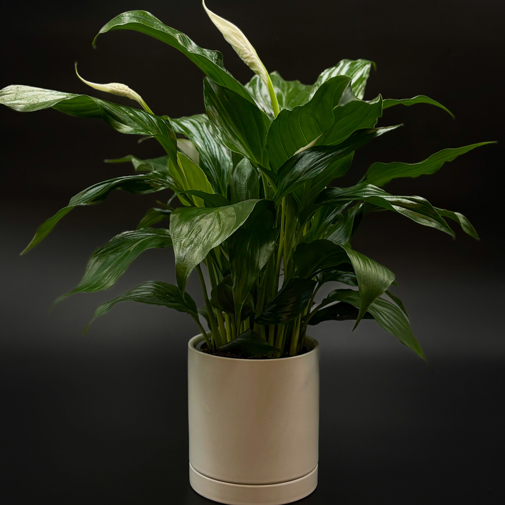 Spathiphyllum – Peace Lily