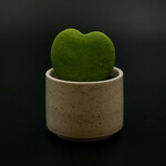 Marsolais - plantes Hoya Kerrii 2.5''