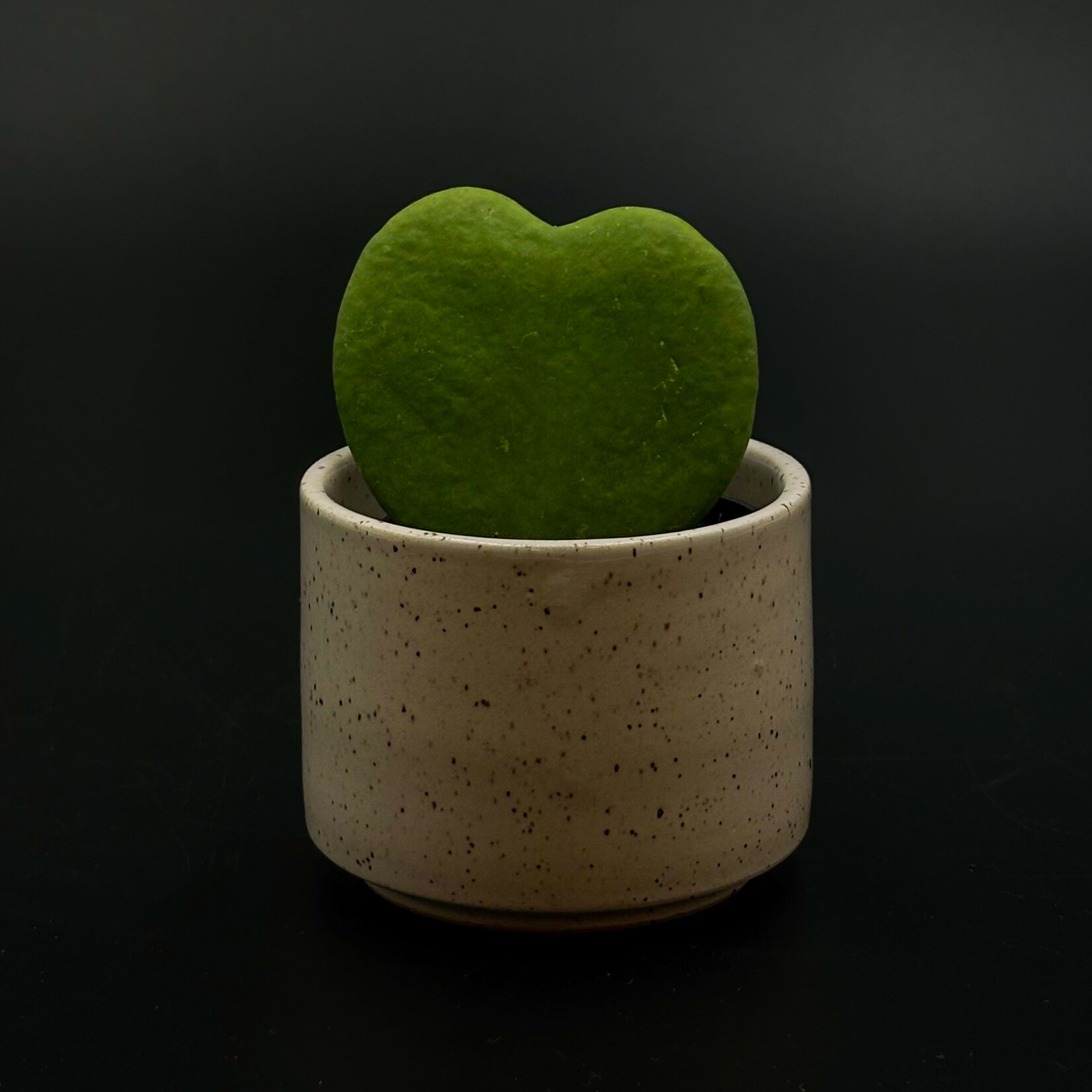 Marsolais - plantes Hoya Kerrii 2.5''