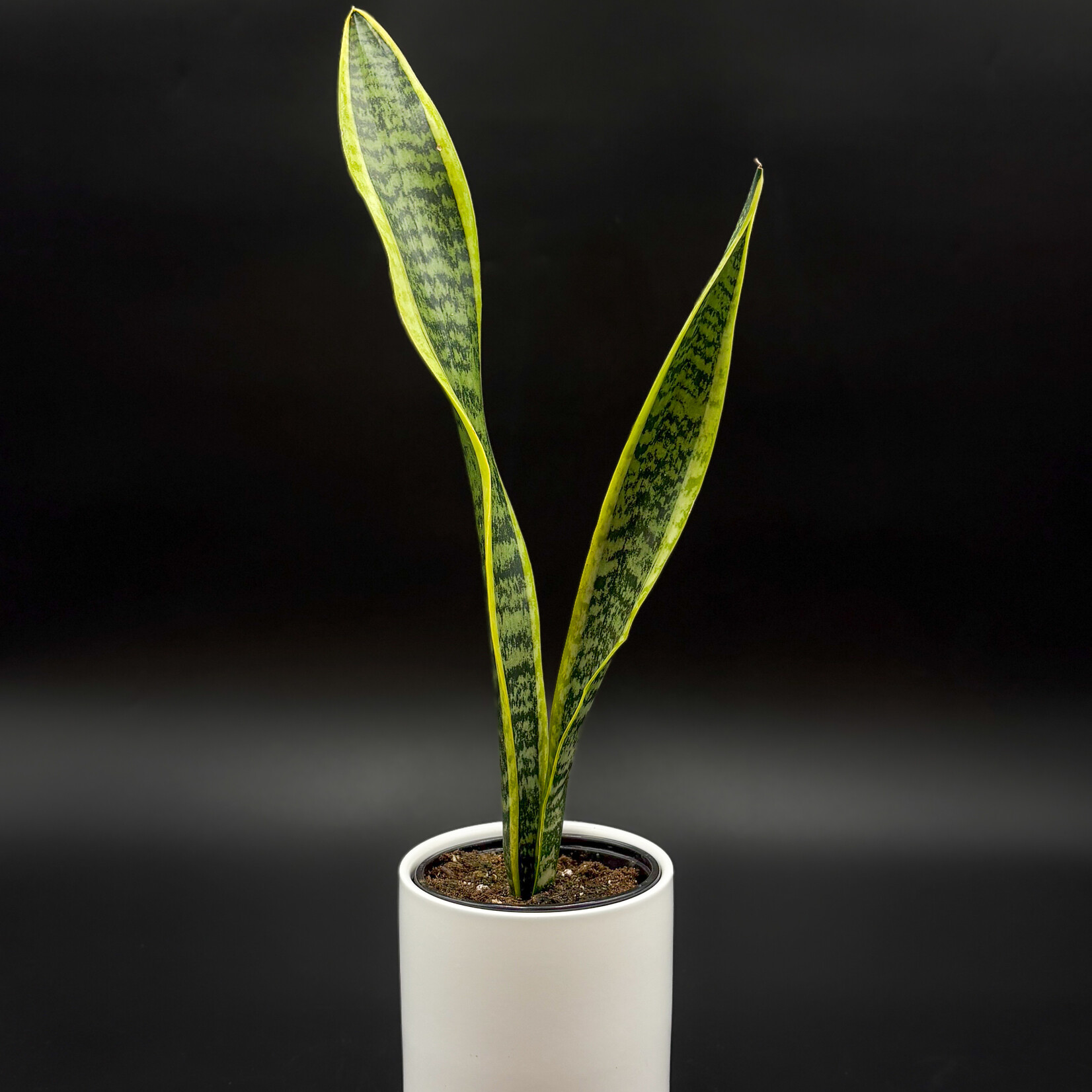 Sansevière laurentii 4''