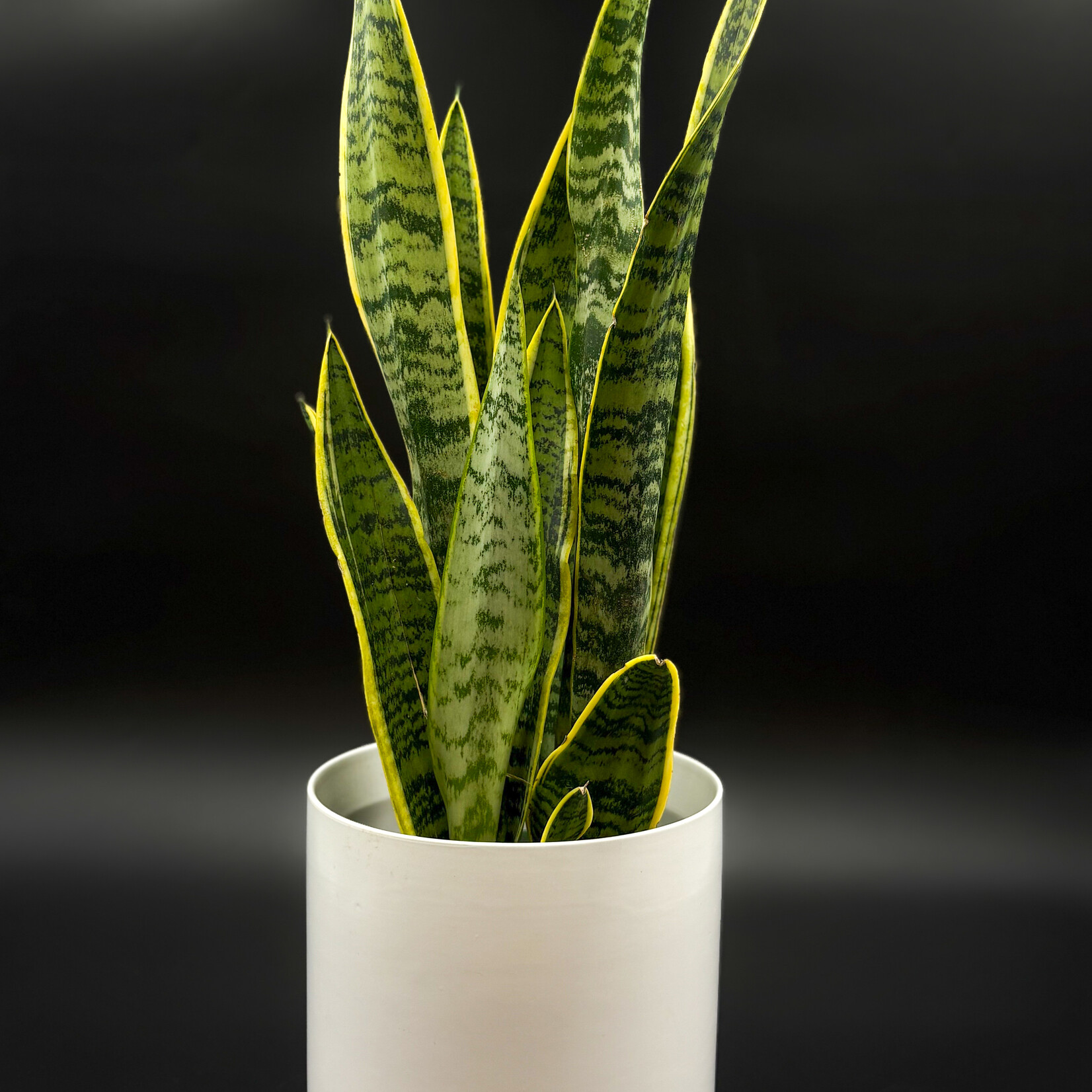 Sansevière laurentii 6''