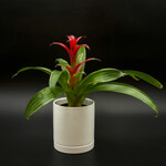 Guzmania