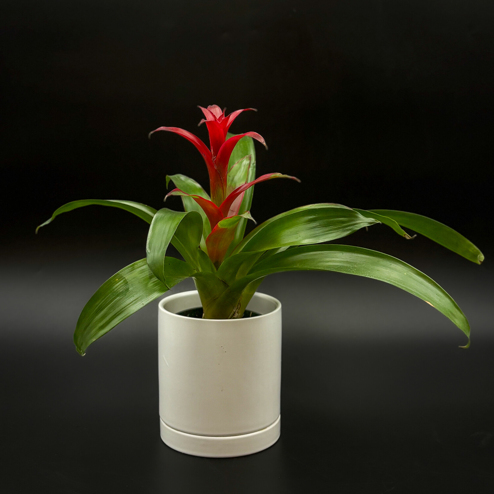 Guzmania – Bromeliad, Assorted Varieties
