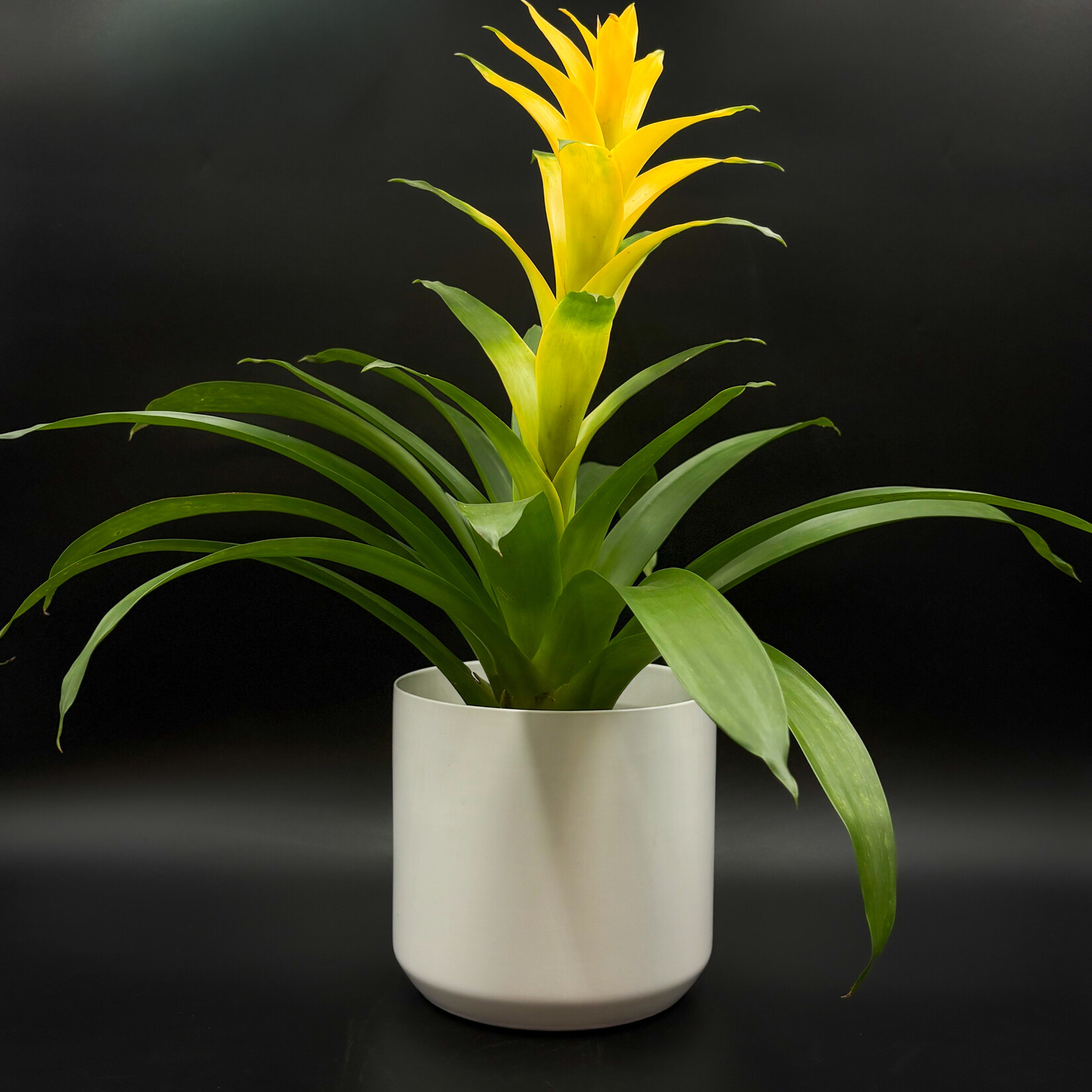 Guzmania – Broméliacée, variétés assorties