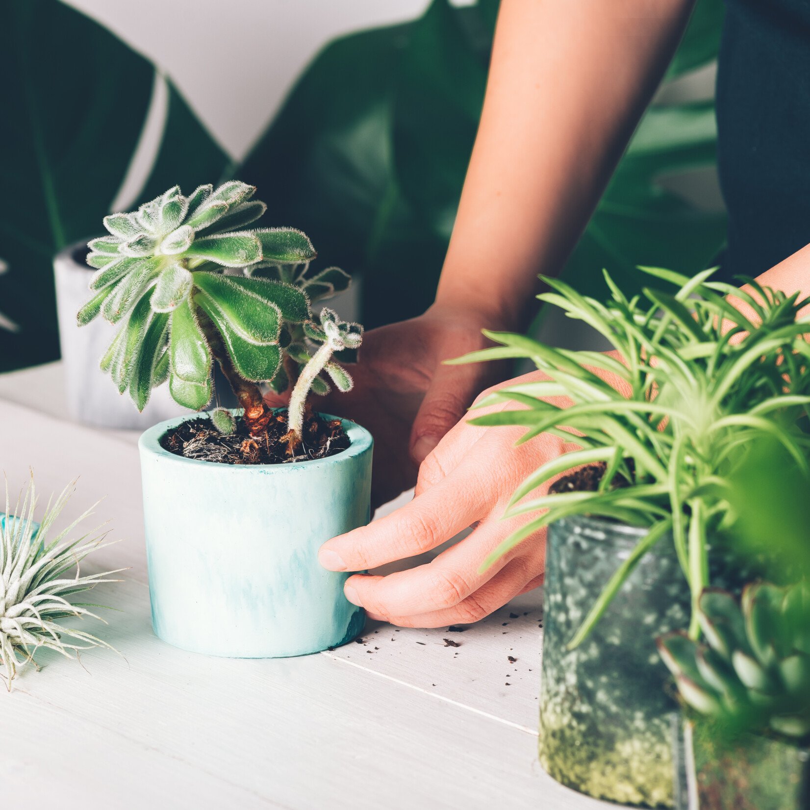 Atelier introduction à l'horticulture - 22 avril 2026 - 18h30