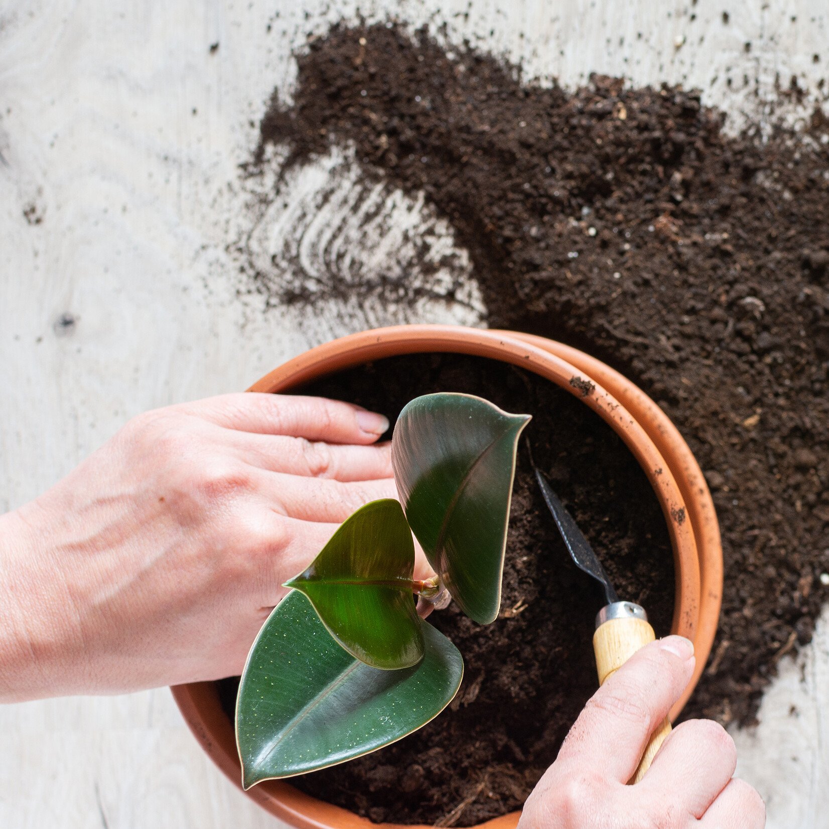 Atelier introduction à l'horticulture - 22 avril 2026 - 18h30