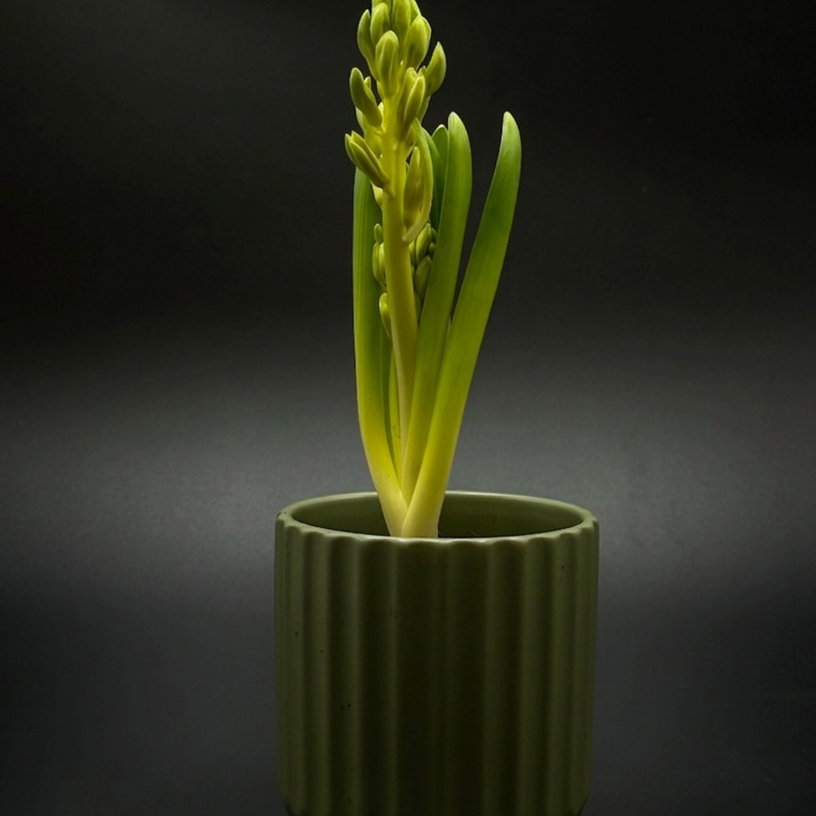 Jacinthe 4''