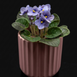 Violette africaine 4''