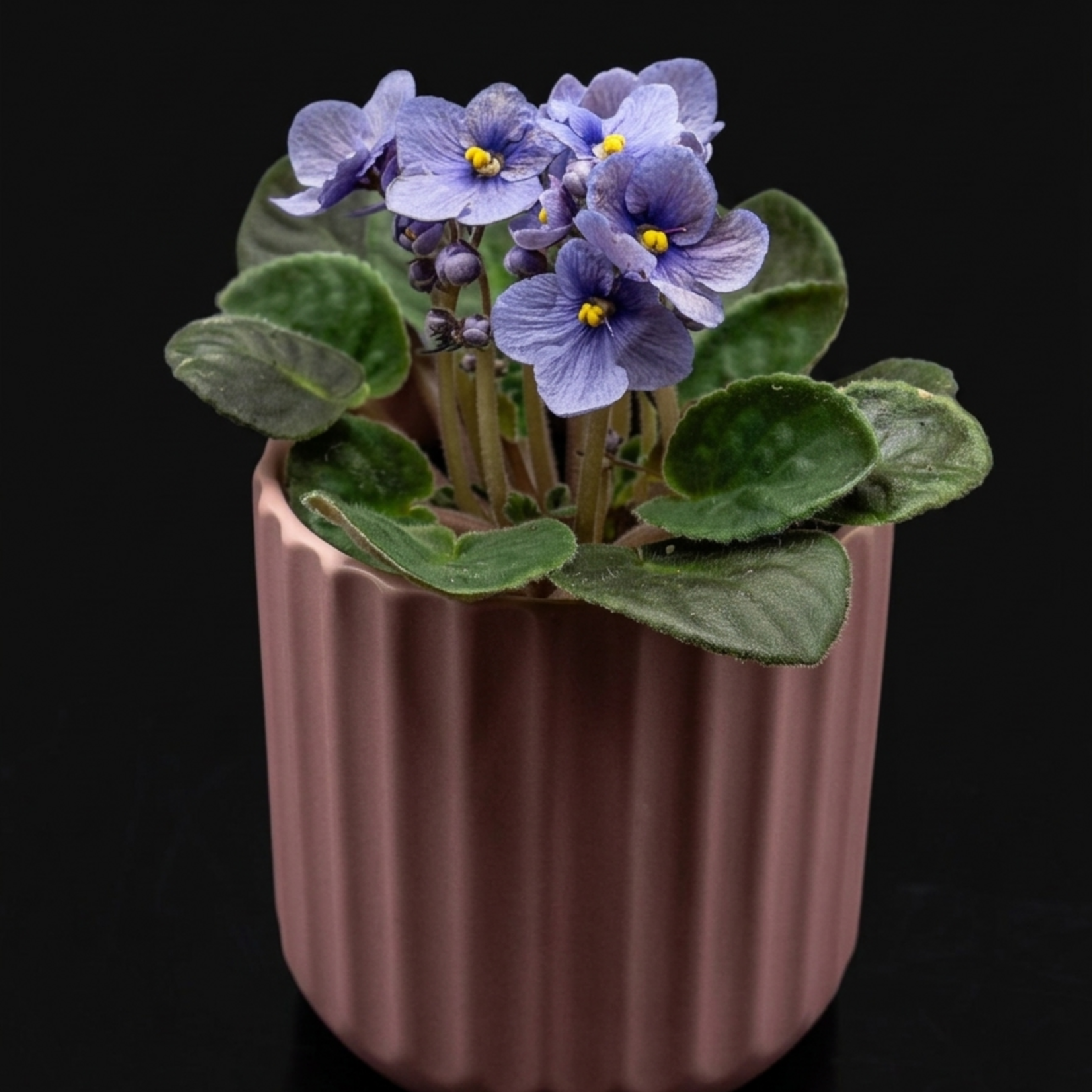 Violette africaine 4''