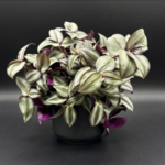 Tradescantia zebrina 4"
